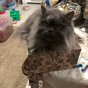 Meet your Posher, Summer